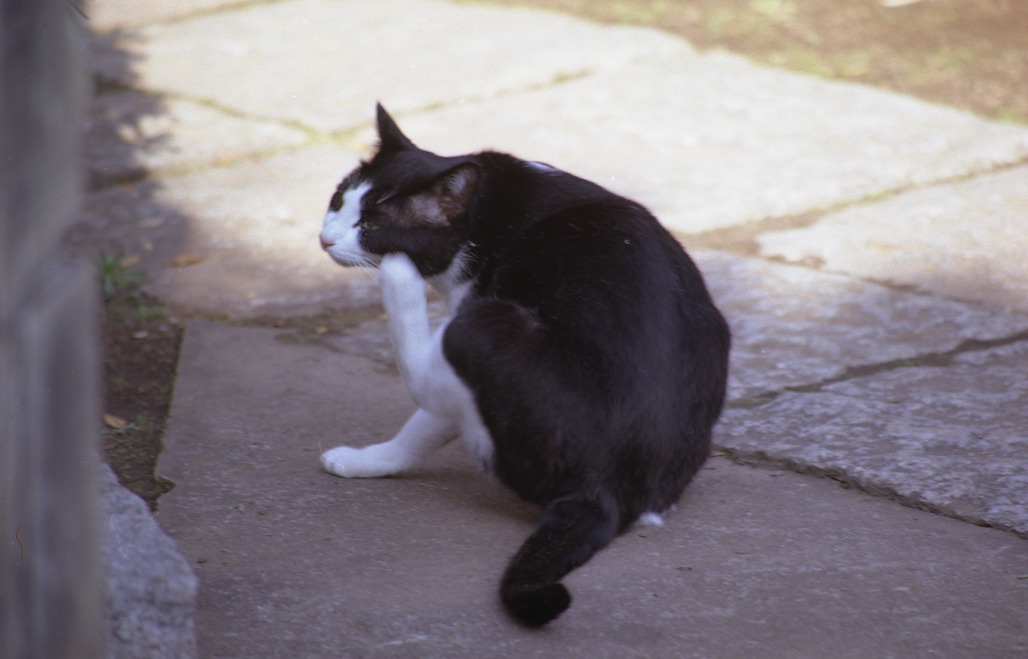 img354