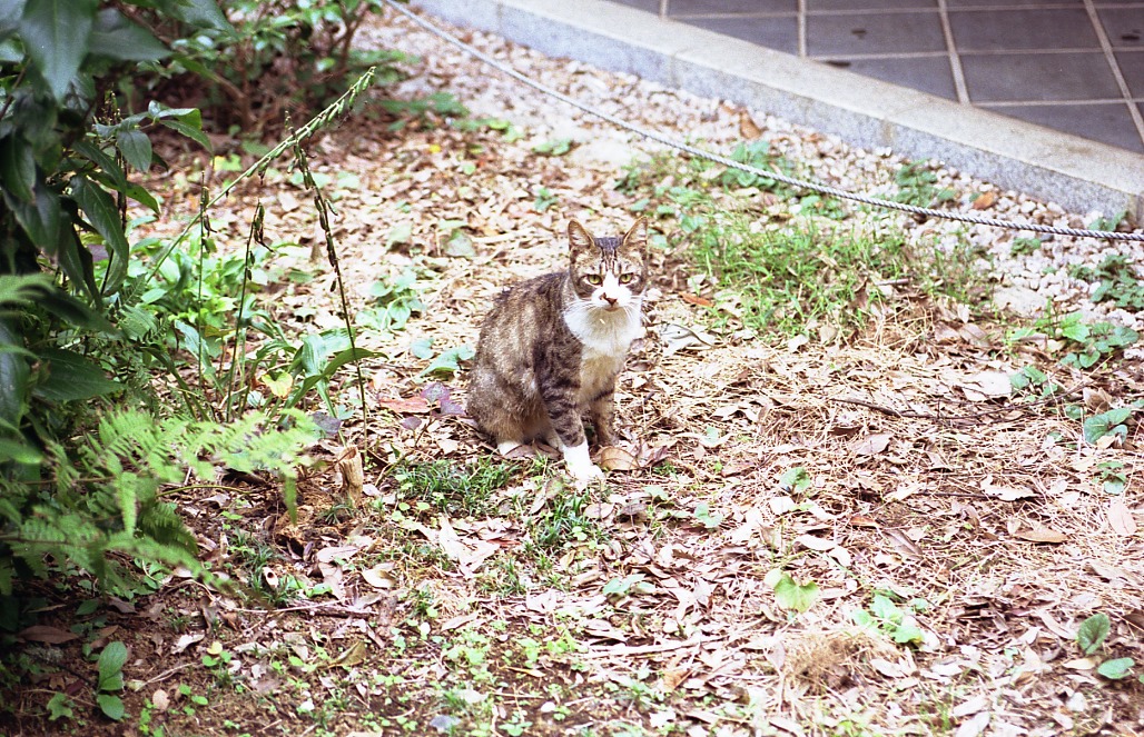 img427