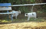 img350