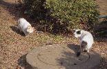 img351