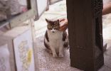 img366