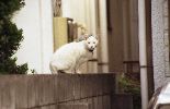 img374