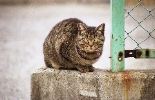 img377