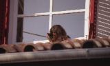 img380