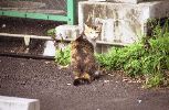 img385