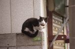 img387
