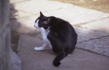 img354