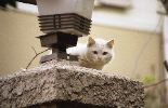 img397