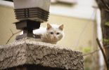 img398