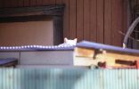 img356