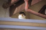 img419