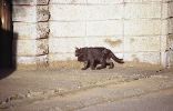 img423
