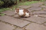 img425