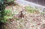 img427