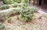 img428