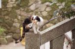 img433