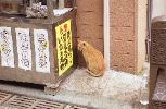 img434