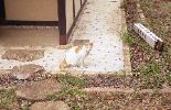 img431