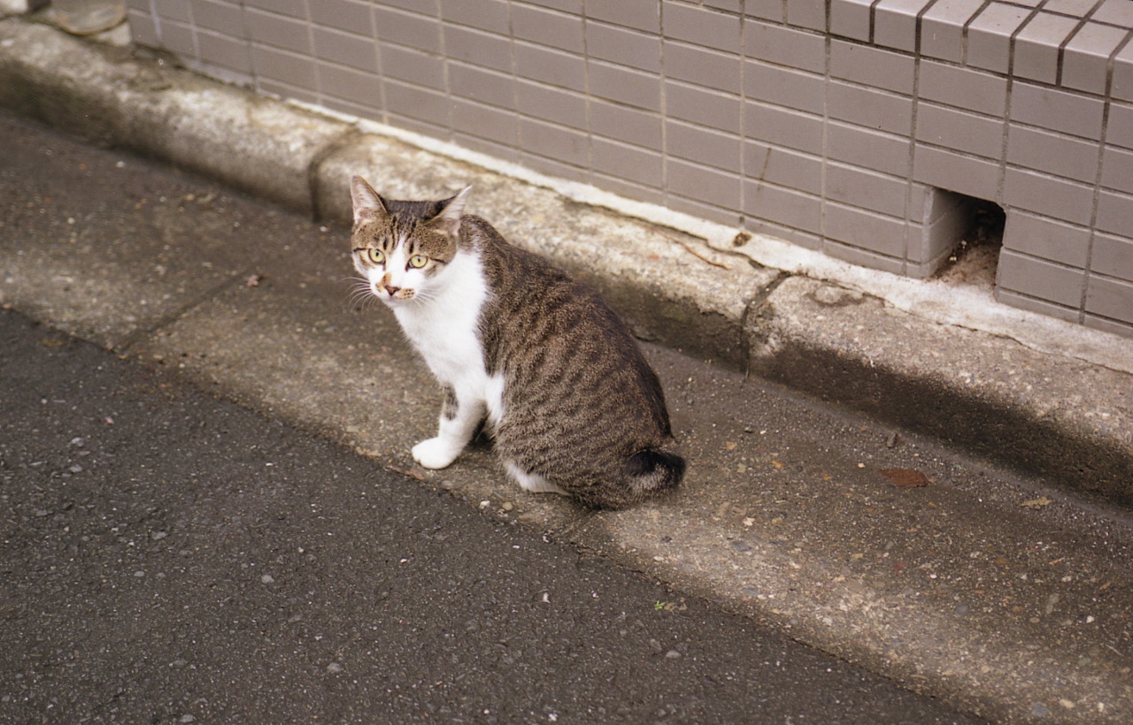 img491_1