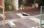 img450_1