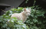 img464_1