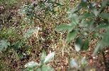 img469_1