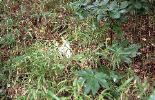 img470_1