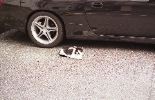 img452_1