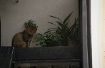 img471_1