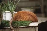 img475_1