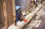 img453_1
