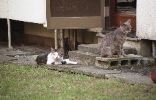 img486_1