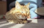 img454_1