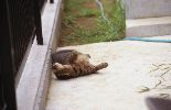 img513_1