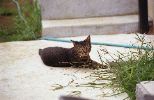 img516_1