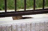img517_1
