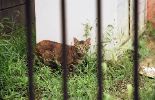 img518_1
