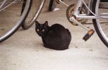 img528_1