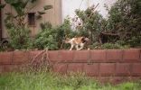 img534