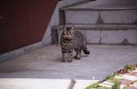 img568