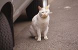 img595