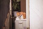 img596