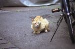 img598