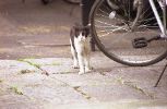 img599