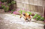 img604