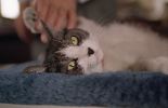 img631