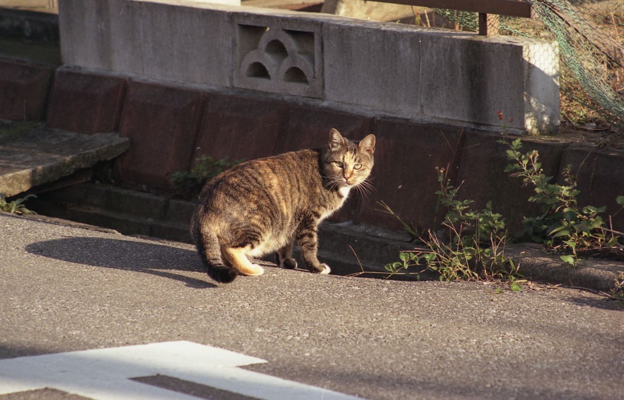 img734