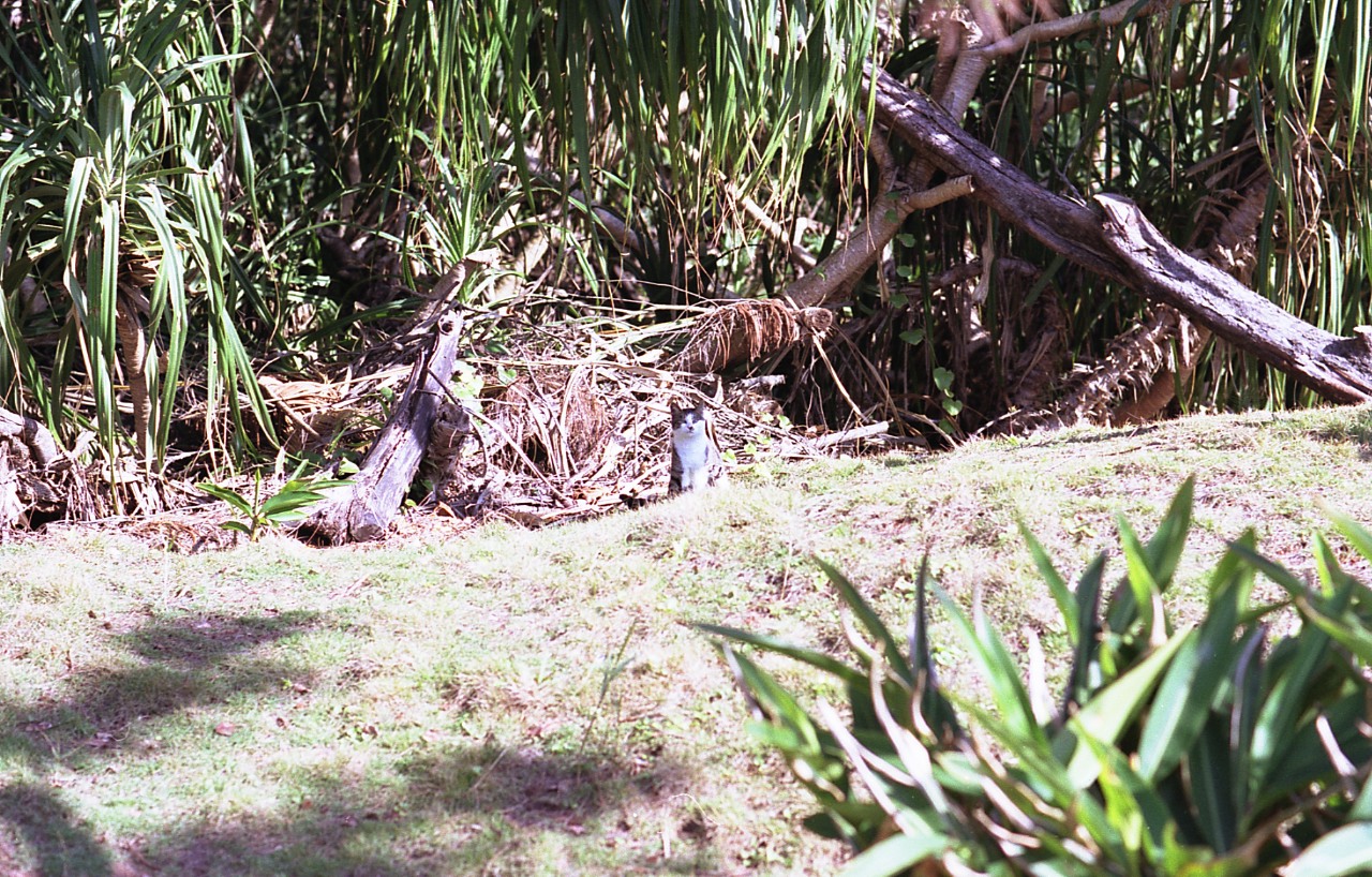 img737