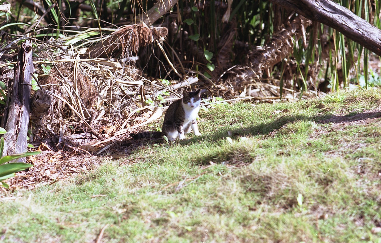 img738