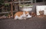 img654